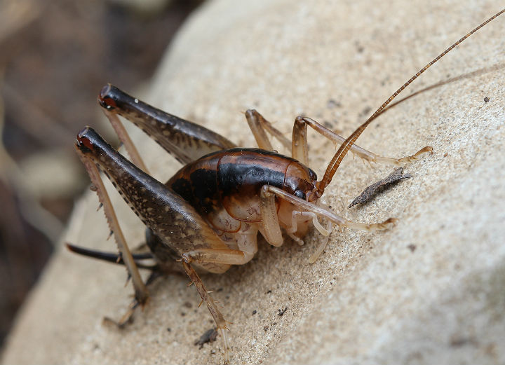 Cave Cricket